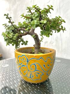 Kanikanursery Jade Plant