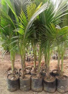 NDS Coconut Plant