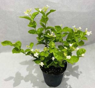 JASMINE Jasmine Plant