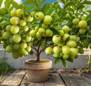GreenGrowth Guava Plant