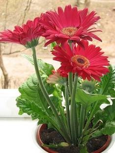 GERBERA Gerbera Plant