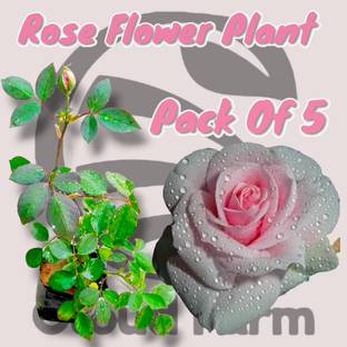 Cloud Farm Rose Plant