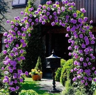 Linaa Rose Plant