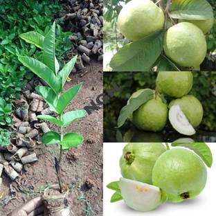 Arshiayat Guava Plant