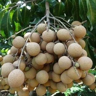 Cloud Farm Litchi Plant