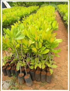 greenhousestore Cashew Apple Plant