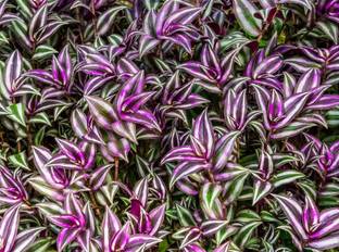 jarr Wandering Jew Plant