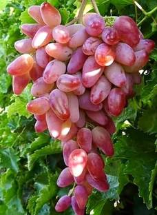 SK GROUP Grapes Plant