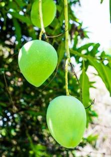 Krishna Mango baramasi Mango Plant
