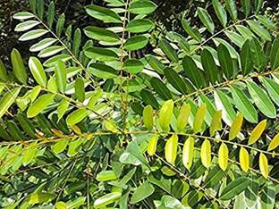 Kapebonavista Paradise Tree Plant