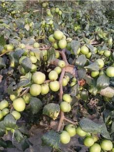 K.K.Enterprise Ber Apple Plant