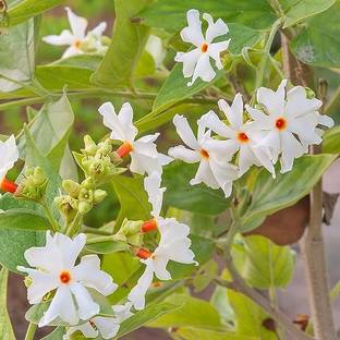 BDSresolve Harsingar seeds/Night jasmine seeds 5 Seed