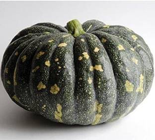 VibeX ® VXI-506 Specialty BLISS,Asian Flat Pumpkin Seed