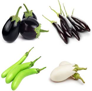 VibeX ® RXI-496 4 varities of Brinjals, Round , Long , Green and White Seed