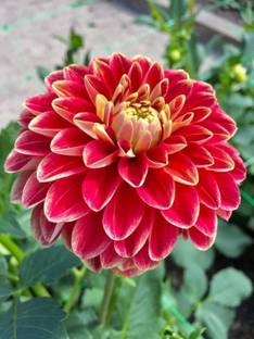 CYBEXIS Giant Dahlia Flower Seeds Seed
