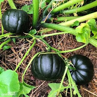 wequality Hybrid black sweet pumpkin seeds for planting for home garden Seed