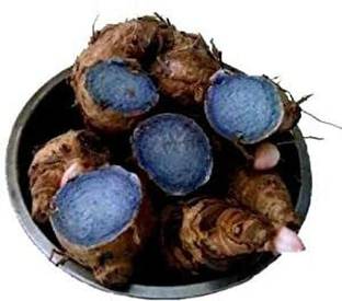 STOKIYA Kali haldi/Black Turmeric Original/Nalla Pasupu/Karu Manjal (1 K.G) Seed