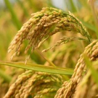 naturehils Rice Paddy Seeds, Miniket Paddy For Puja, Germination Paddy Seed
