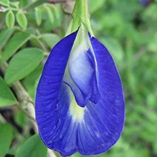 YI Saler MIX Color Aprajita Flowers Purple & White Hybrid Fast Growing & Flowering Vine Seed
