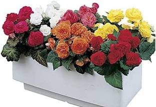 VibeX HUA-14 - Nonstop Mix Begonia - (270 Seeds) Seed