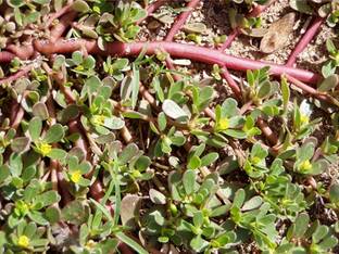 CHILLATAI Purslane / Portulaca oleracea Seed