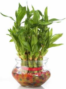 AGAMI Green 2 Layer Lucky Bamboo plant with Big Round Glass Pot and Colored Jelly Balls Seed