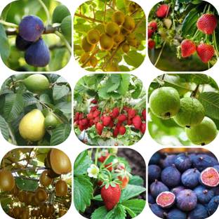 seedx Hybrid Kiwi, Strawberry, Guava, Anjeer, Combo Pack Seeds, Mega Combo Pack Seed