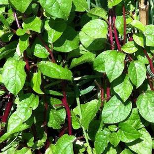 VibeX ® VXI-528 Malabar Spinach(Bachali) Seed