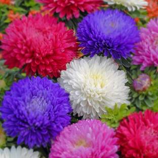CYBEXIS PUAS-9 - Rare Chrysanthemum Flower Plant - (270 Seeds) Seed