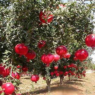 KANAYA POMEGRANATE FRUIT Seed