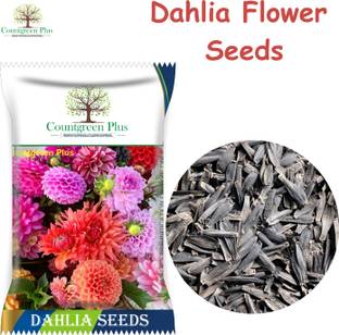 Countgreen Plus Dahlia Mixed Flower Seeds for Home and Garden Seed