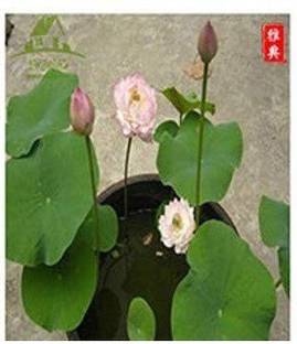 CYBEXIS LXI-39 - Water Lotus Flower Plant Bowl Pond - (30 Seeds) Seed