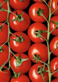 XOLDA Tomato Seed