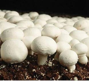 NABAT Enterprise Button Mushroom Seed spawn Seed