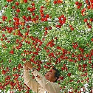Qualtivate Tomato Seed