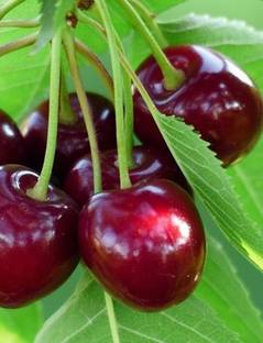 CARIBBEAN PREMIUM HYBRID SWEET CHERRY FRUIT Seed