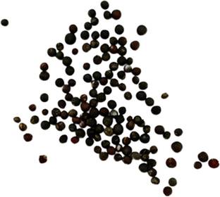 CYBEXIS F1 Hybrid Broccoli Seeds 500 Seeds Seed