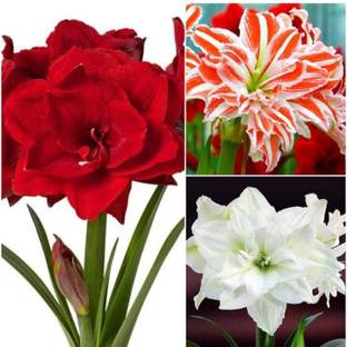 Leafy Heaven Amaryllis lily Flower Bulbs for Summer Season Mix Seed