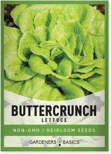 CYBEXIS LXI-5 - Buttercrunch Lettuce for Planting - (150 Seeds) Seed