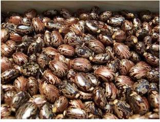 Ravel Castor seeds,Rincinus communis,amudamu and erandela seeds Seed