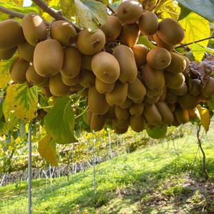 CARIBBEAN PREMIUM HYBRID SWEET KIWI Seed