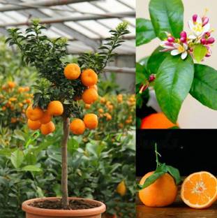 M-Tech Gardens Rare Hybrid Orange " Rangpur Lime " Exotic 10 Seed