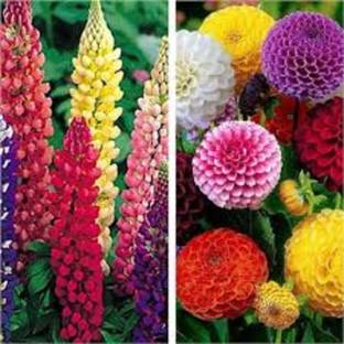 ibains Flower seeds combo pack for winter Seed
