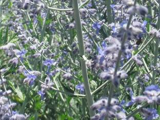 Qualtivate XXX-4A Russian Sage Seeds Seed