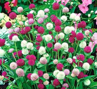 STARKC Amaranth, globe amaranth, makhmali, and vadamalli Seed