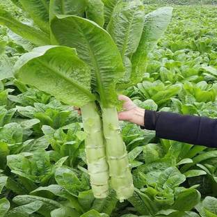 VibeX ® XXL-823 Asparagus Lettuce or Big Stem Lettuce Seed