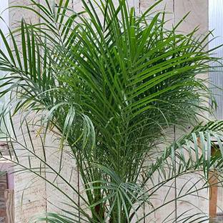 Kapebonavista Phoenix roebelenii dwarf date palm pygmy date palm plant Seed