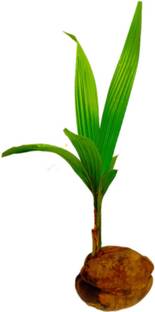 VENUS ONLINE Coconut Tree (Cocus nucifera) Hybrid Rare Healthy Plant- one live Plant Seed