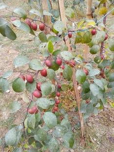 KANAYA Apple Fruit Hybrid Seed