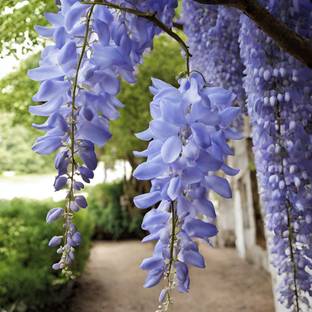 Floral Treasure Blue Wisteria Flowering Tree Seed